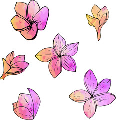 Fototapeta na wymiar flowers, set of magnolias, vector, watercolor pink and orange