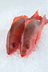 Two Northern red snappers on ice
