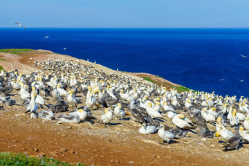 Gannet birds in the Bonaventure Island