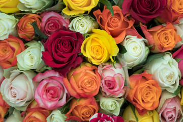 Mix of colorful roses