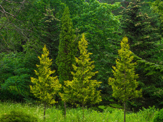 Obraz premium a coniferous green forest, spruce, mix of trees