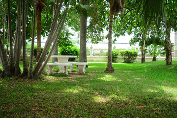 the white concrete bench among the clump of palm trees ,the grass and  perennial trees in the public park of the city with  lights from the sun at afternoon