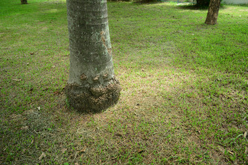 Obraz premium the big roots of palm tree trunk with the green yard and perennial trees in the public park of the city and lights from the sun at afternoon