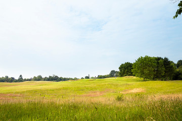 Expanded view of green grass meadow and trees