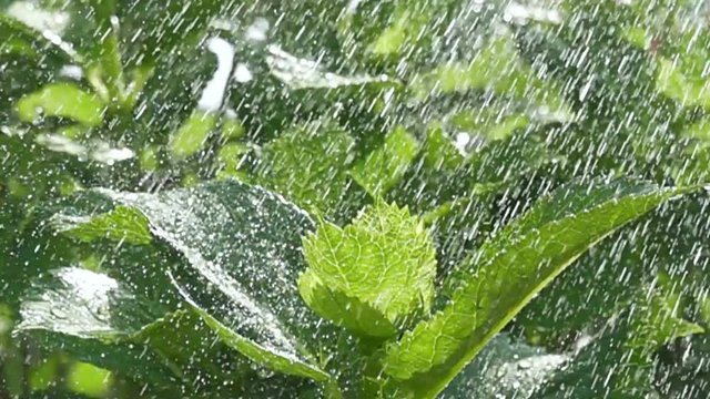Super slow shooting video of water falling on the Shiso leaf,