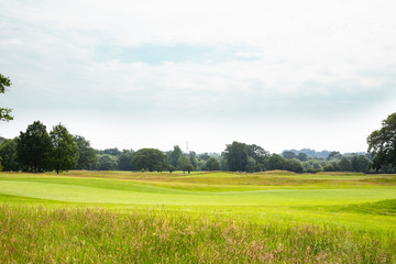 Expanded view of green grass meadow and trees
