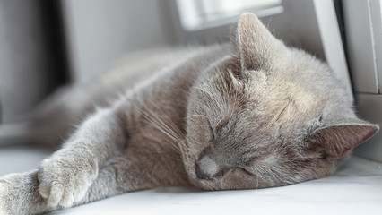 british shorthair cat with blue gray fur sleeping on window sill