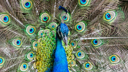 Obraz premium peacock with feathers