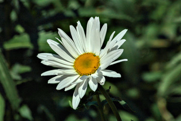 Fototapeta premium Oxeye daisy in full bloom in Vietnam