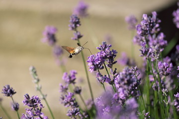 The hawk moth feeds on lavender pollen