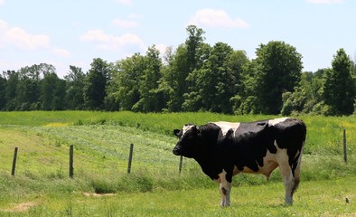 Fully grown Holstein bull in the meadow
