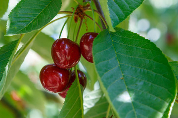 Kirschen - Cherries