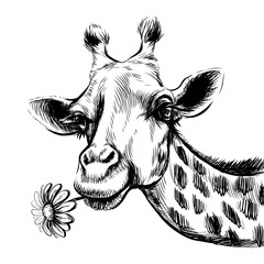 Cute giraffe with a flower. Cute giraffe with a flower. Sticker on the wall in the form of a graphic, hand-drawn portrait of a giraffe holding a gerbera flower in its mouth.