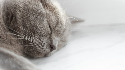 british shorthair cat with blue gray fur sleeping on window sill