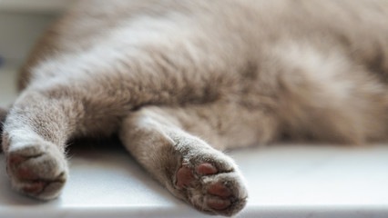 cat paws. sleeping shorthair British cat on window sill.
