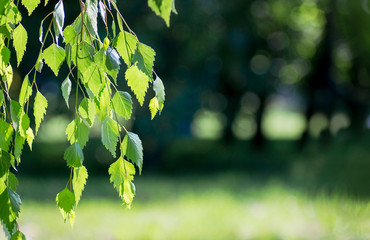 Birch branch with green leaves on a dark blurry background in sunny weather. Copy space_
