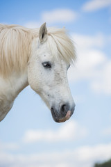 Fototapeta na wymiar Portrait of a white pony horse with beautiful mane in nature. Vertical. Copyspace. No people.