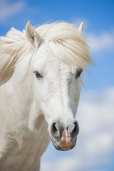 Portrait of a white pony horse with beautiful mane in nature. Blue sky with clouds. Vertical. No people.