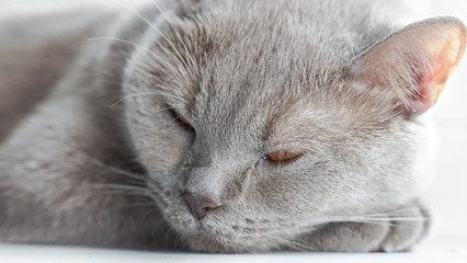 portrait of british shorthair cat with blue gray fur and yellow eyes laying and sleeping on window sill.