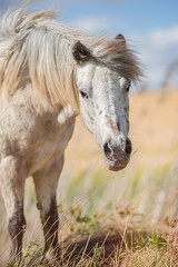 Obraz premium Portrait of an appaloosa pony horse with beautiful mane in nature, looking at camera. Vertical. No people.