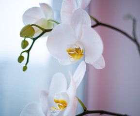 orchid