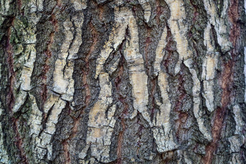 Closeup Embossed Tree Bark Texture Background