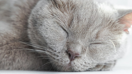 Fototapeta na wymiar british shorthair cat with blue gray fur sleeping on window sill