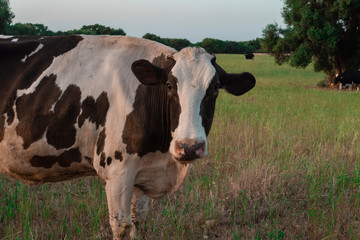 close up grazing cow