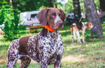 Beautiful dog breed german shorthaired pointe in the park_