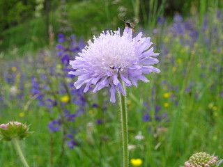 schöne lila Blume vor bunter blumenwiese im lechtal
