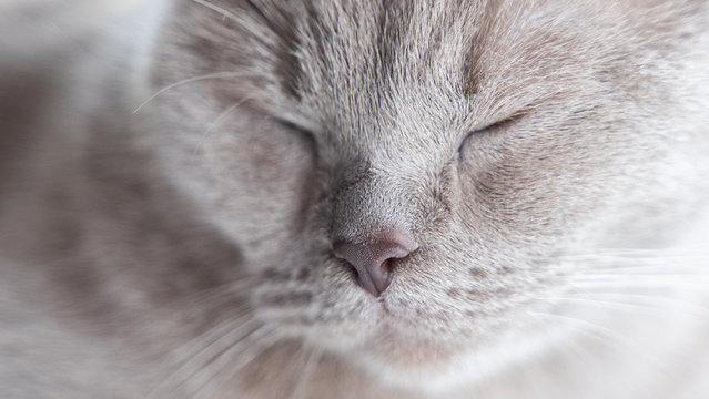 british shorthair cat with blue gray fur and closed eyes sleeping on window sill