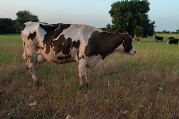 close up grazing cow