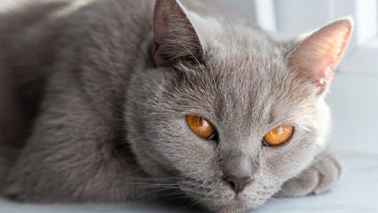british shorthair cat with blue gray fur looking into the camera