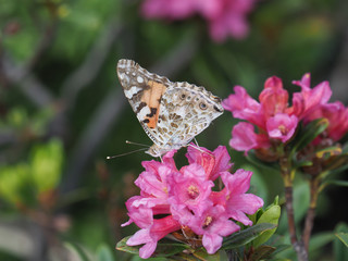 Painted Lady (Vanessa cardui), feeds on the flower of Alpenrose (Rhododendron ferrugineum)