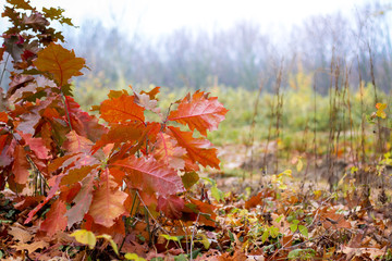 Branch of oak with dry brown leaves on the background of autumn forest_