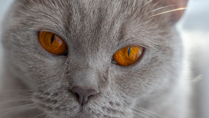 british shorthair cat with blue gray fur and big eyes looking into the camera