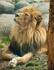 Plakat Gazing Lion