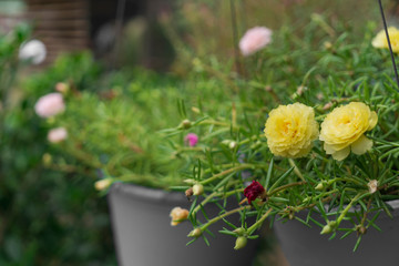 Purslane or Moss-rose are blooming in flowerpot in the morning