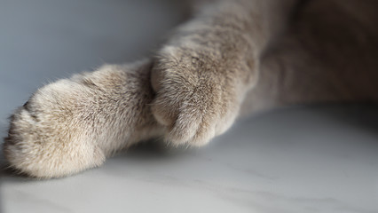 cat paws of sleeping shorthair British cat on window sill.