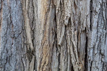 Closeup Embossed Tree Bark Texture Background