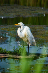 Great Egret