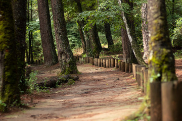 Bosque, Velo de Novia en Valle de Bravo, México