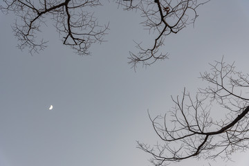 View from below. Silhouettes of dry trees branch with night gray sky and half moon on background. Serenity nature background at night time.