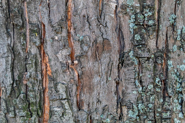 Closeup Embossed Tree Bark Texture Background