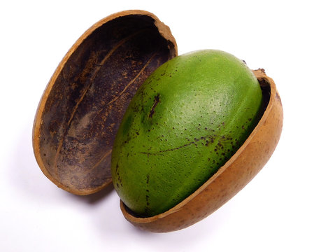 GREEN TOTUMO INSIDE OTHER DRY