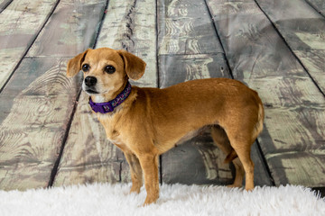 brown dog on white fur rug