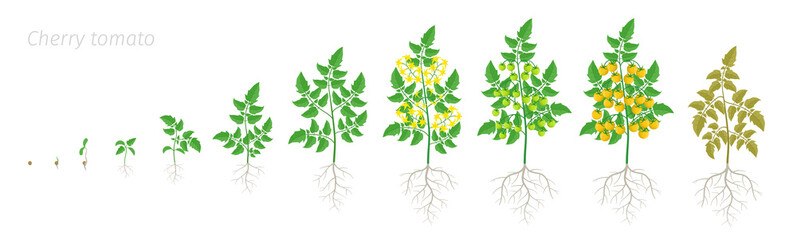 Fototapeta premium Growth stages of yellow tomato cherry plant. Ripening period. Greenhouses life cycle of the small tomatoes bush harvest. Animation progression.
