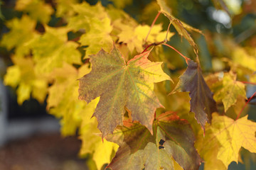 Maple leaves in autumn