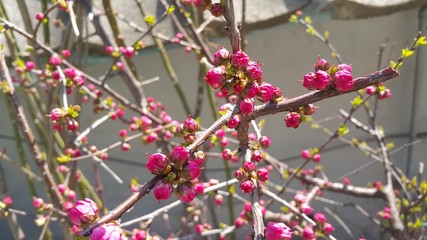 Dog rose bushes with red berries hanging from plant branches