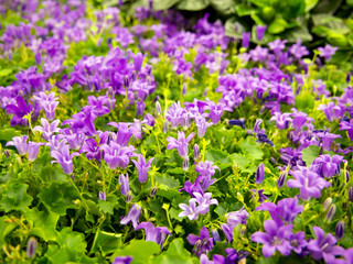 Fototapeta premium Campanula Get Mi of the bellflower family blooming with small flowers